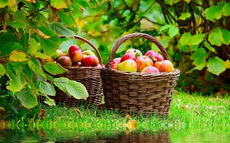 Red apples, лукошко, корзина, mirroring, nature, спелые, яблоки